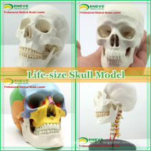Modelo de crânio humano anatômico plástico para educação médica